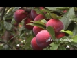 Plums on Tree 1 1040